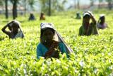 Tea picking