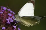 IMG_8749.JPG