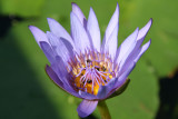 IMG_5763.JPG