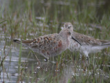 Curlew Sandpipers