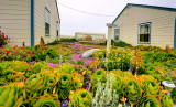 coastal vegetation