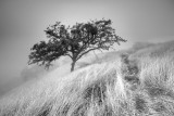 Fog II