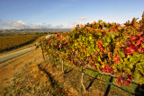 Livermore VI