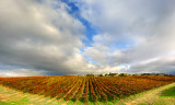 24th Vineyard in Full Sun