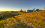 Galles Vineyard III