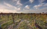 Flowers before Grapes