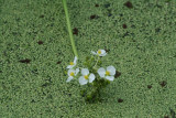 Beaked Burrhead (echinodorus rostratus)