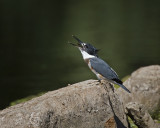 Kingfisher IMG_8874.jpg