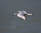 Gull IMG_0430.jpg