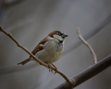 Sparrow IMG_0421.jpg