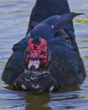 Muscovy Duck IMG_3613.jpg