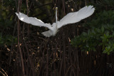 Great White Egret IMG_3341.jpg