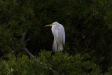 Great White Egret IMG_2669.jpg