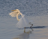 Great White Egret IMG_2811.jpg