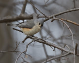 Tufted Titmouse IMG_1916.jpg