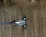 Common Goldeneye IMG_2241.jpg