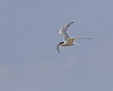 Common Tern IMG_9174.jpg