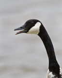 Canada Goose IMG_9485.jpg