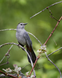 Gray Catbird IMG_0592.jpg