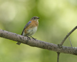 Eastern Bluebird IMG_8782.jpg