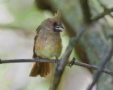 Cardinal IMG_9760.jpg