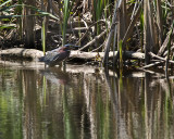 Green Heron IMG_8665.jpg