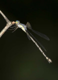 GreatSpreadwing1R.jpg