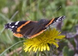 RedAdmiral36R.jpg