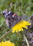 RedAdmiral37R.jpg