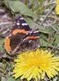 RedAdmiral40R.jpg