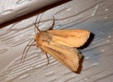 FeebleGrassMoth1.jpg