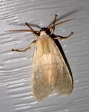 BandedTussockMoth10.jpg