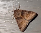 CloverLooperMoth1.jpg