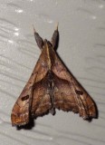 DarkSpottedPalthisMoth1.jpg