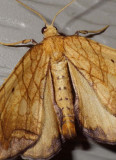GrapevineLooperMoth13.jpg