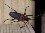 RedShoulderedPineBorer1.jpg