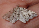 PaleMarkedAngleMoth1.jpg