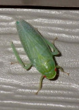 Leafhopper3.jpg