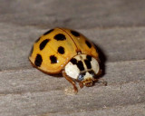 AsianMulticoloredLadyBeetle5.jpg