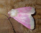 PrimroseMoth2.jpg