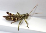 Grasshopper7.jpg
