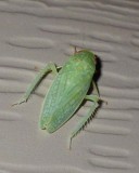 Leafhopper4.jpg