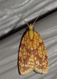 SparganothisFruitwormMoth7.jpg