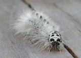 HickoryTussockMothCaterpillar3.jpg