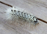 HickoryTussockMothCaterpillar4.jpg
