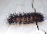 TigerMothCaterpillar3.jpg