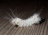 HickoryTussockMothCaterpillar9.jpg