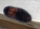 WoolyBearCaterpillar1.jpg