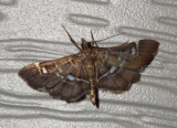 HarlequinWebwormMoth1.jpg