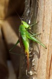 CommonMeadowKatydid3.jpg